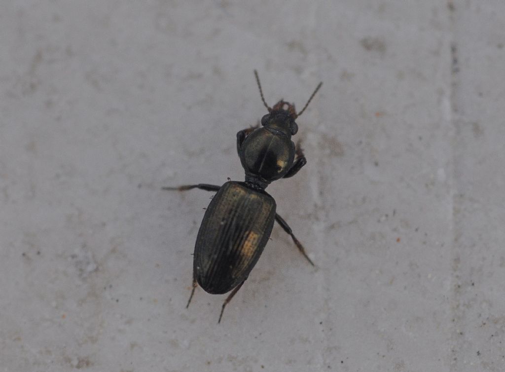 Carabidae: Dyschirius sl.